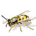 wasp image