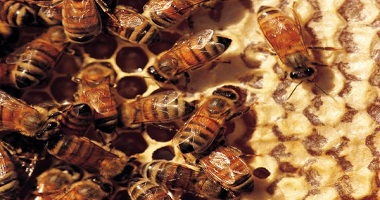 bee specialists
